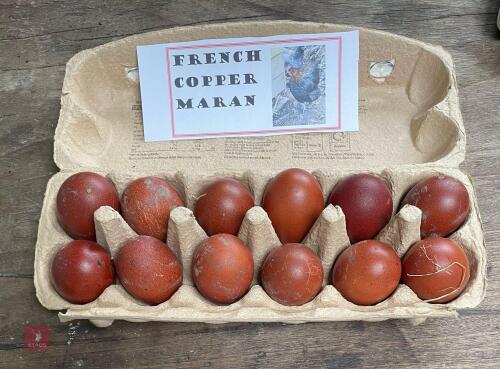 1 DOZEN COPPER/BLUE MARAN HATCHING EGGS BIDS FOR THE DOZEN