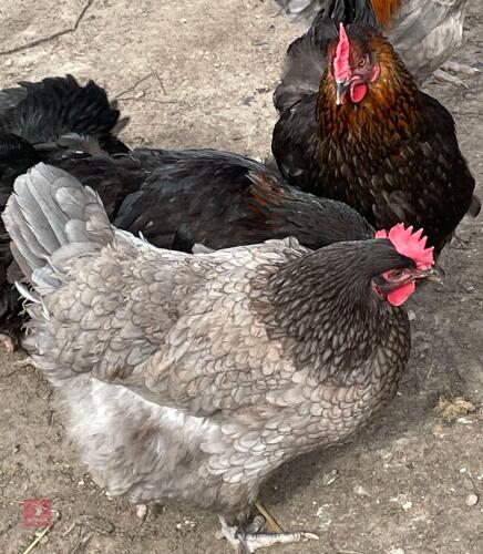 3 COPPER/BLUE MARAN PULLETS BIDS PER LIFE
