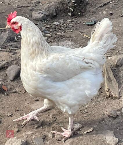 2 WHITE SUSSEX PULLETS BIDS PER LIFE