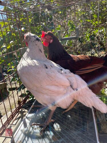 1 SPLASH & 1 LEGBAR CROSS PULLETS BIDS PER LIFE