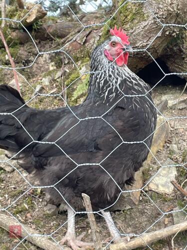 2 SILVER SUSSEX PULLETS BIDS PER LIFE