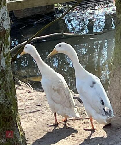 2 RUNNER DUCKS BIDS PER LIFE