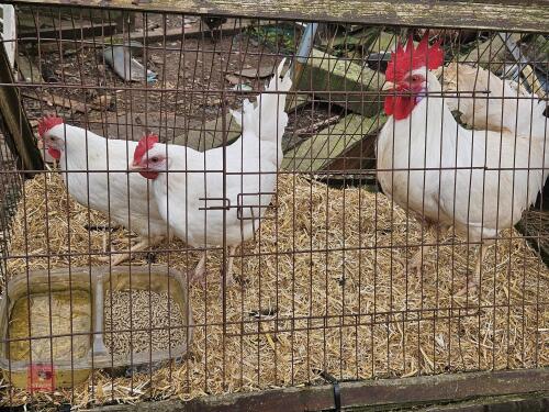 3 LARGE WHITE LEGHORN BIRDS BIDS PER LIFE