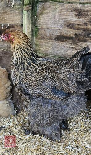 GOLD PENCILED BRAHMA PULLET BIDS PER LIFE
