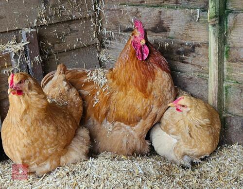 TRIO OF UNRELATED BUFF ORPINGTON BIRDS BIDS PER LIFE