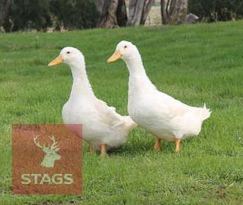 3 CHERRY VALLEY LAYING DUCKS BIDS PER LIFE