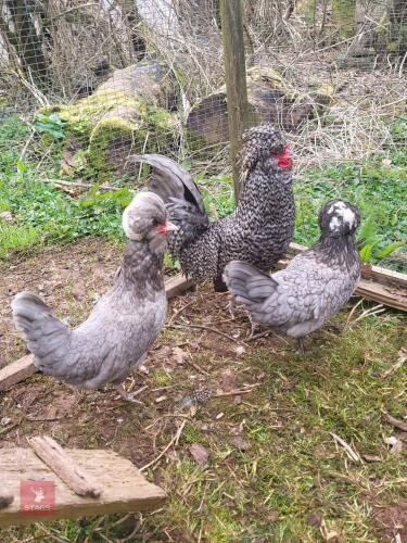 3 UNRELATED POLISH BANTAM BIRDS BIDS PER LIFE