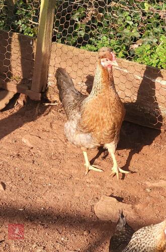 2 PUREBRED CRESTED LEGBAR PULLETS BIDS PER LIFE