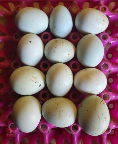 1 DOZEN CREAM LEGBAR HATCHING EGGS BIDS FOR THE DOZEN