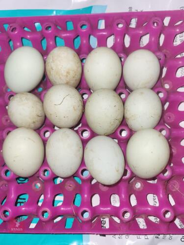 1 DOZEN SILKIE CROSS PEKIN HATCHING EGGS BIDS FOR THE DOZEN
