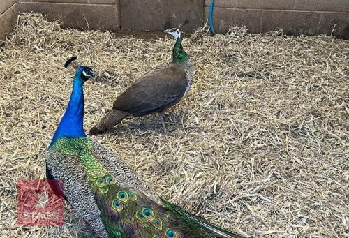 BREEDING PAIR OF INDIAN BLUE PEAFOWL BIDS PER LIFE