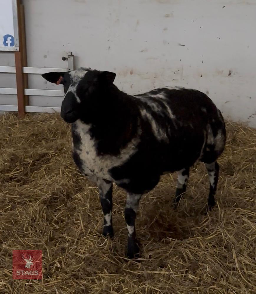 1YR PEDIGREE DUTCH SPOTTED SHEARLING RAM