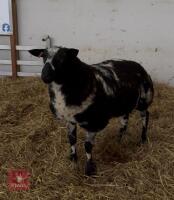 1YR PEDIGREE DUTCH SPOTTED SHEARLING RAM