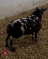 1YR PEDIGREE DUTCH SPOTTED SHEARLING RAM - 2