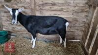 4YR PEDIGREE BRITISH ALPINE NANNY - 2