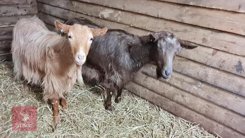 2 x 3YR ROYAL GOLDEN GUERNSEY NANNYS BIDS PER LIFE