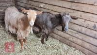 2 x 3YR ROYAL GOLDEN GUERNSEY NANNYS BIDS PER LIFE