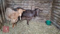 2 x 3YR ROYAL GOLDEN GUERNSEY NANNYS BIDS PER LIFE - 2