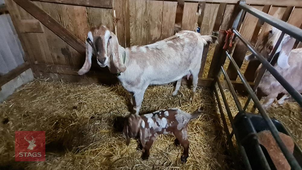 2YR PEDIGREE ANGLO NUBIAN NANNY GOAT