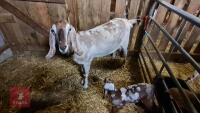 2YR PEDIGREE ANGLO NUBIAN NANNY GOAT - 2