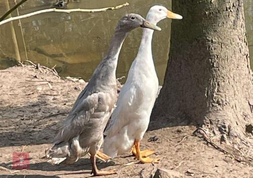 PAIR OF RUNNER DUCKS BIDS PER LIFE