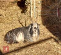 4YR PEDIGREE PYGMY BILLY GOAT - 2