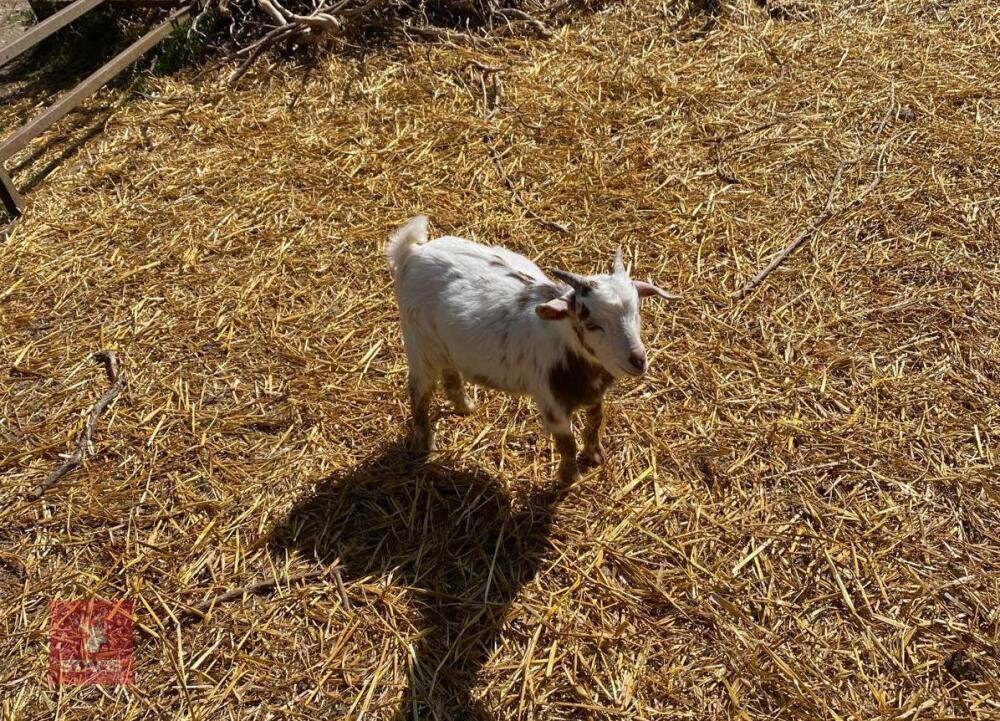 4MO PURE WHITE PYGMY BILLY GOAT