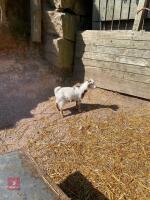 4MO PURE WHITE PYGMY BILLY GOAT - 2