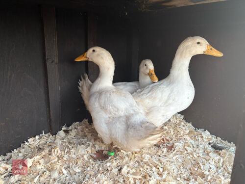 3 POINT OF LAY CHERRY VALLEY DUCKS BIDS PER LIFE