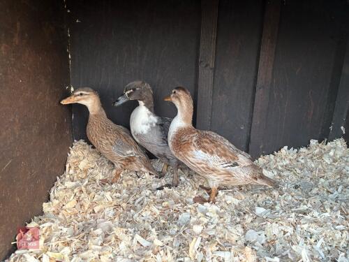 3 X 8WK MINIATURE DUCKS BIDS PER LIFE