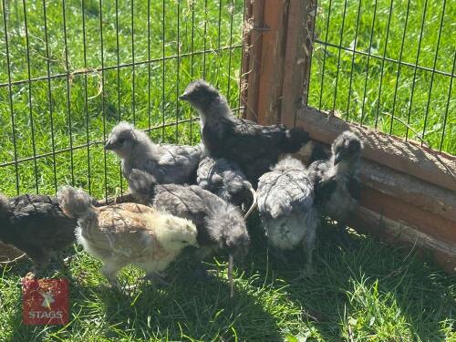 9 ARUCANA & ARUCANA X SILKIE CHICKS BIDS PER LIFE