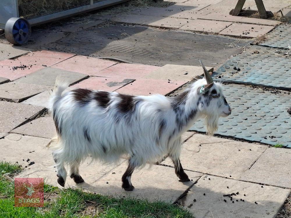 2 X 3YR PYGMY NANNY GOATS BIDS PER LIFE