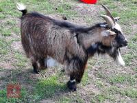 2 X 3YR PYGMY NANNY GOATS BIDS PER LIFE - 2
