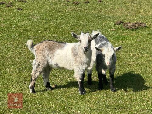 2 X 13WK PYGMY FEMALE GOAT KIDS BIDS PER LIFE