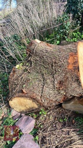 ENGLISH OAK BUTT END