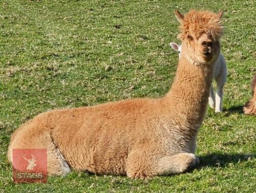 2 X 3YR CASTRATED MALE ALPACAS BIDS PER LIFE