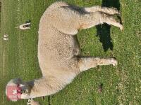 2 X 3YR CASTRATED MALE ALPACAS BIDS PER LIFE - 2