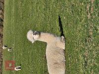 2 X 3YR CASTRATED MALE ALPACAS BIDS PER LIFE - 3