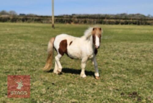 3YR DARTMOOR HILL MARE