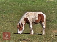 1YR DARTMOOR HILL FILLY