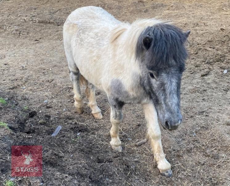 2YR DARTMOOR STALLION HORSE