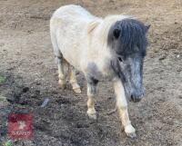 2YR DARTMOOR STALLION HORSE
