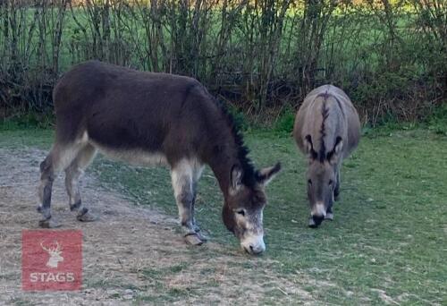 2 X 7YR IRISH JENNY DONKEYS BIDS PER LIFE