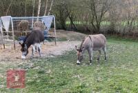 2 X 7YR IRISH JENNY DONKEYS BIDS PER LIFE - 2