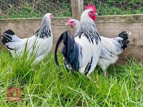 3 X 16WK LIGHT SUSSEX BANTAMS BIRDS BIDS PER LIFE