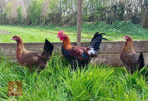 3 X 17WK WELSUMMER BIRDS BIDS PER LIFE