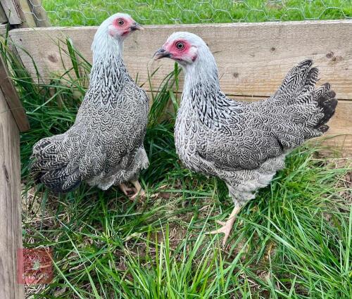 3 SILVER PENCILLED WYANDOTTE BANTAMS BIDS PER LIFE