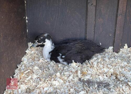 1 FEMALE MAGPIE DUCK