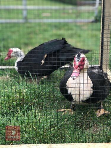 2 X 1YR MAGPIE MUSCOVY DUCKS BIDS PER LIFE