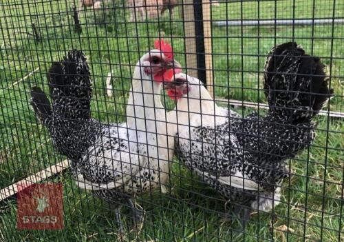 2 X 1YR EGYPTIAN FAYOUMI BIRDS BIDS PER LIFE